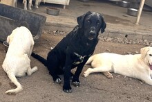 CICCIOJUNIOR, Hund, Maremmano-Flat Coated Retriever-Mix in Italien - Bild 6