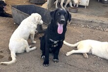 CICCIOJUNIOR, Hund, Maremmano-Flat Coated Retriever-Mix in Italien - Bild 7