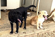 CICCIOJUNIOR, Hund, Maremmano-Flat Coated Retriever-Mix in Italien - Bild 8