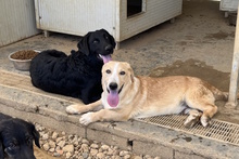 CICCIOJUNIOR, Hund, Maremmano-Flat Coated Retriever-Mix in Italien - Bild 9