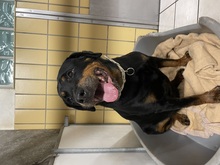 BELLA, Hund, Rottweiler in Zweibrücken - Bild 1