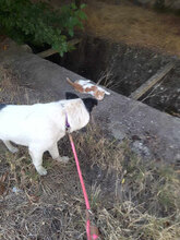 JOSCHI, Hund, Mischlingshund in Bulgarien - Bild 9