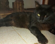 GALAHAD, Katze, Europäisch Kurzhaar in Spanien - Bild 1