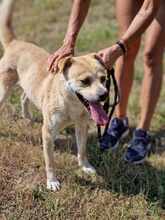 AARON, Hund, Mischlingshund in Bulgarien - Bild 10