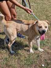 AARON, Hund, Mischlingshund in Bulgarien - Bild 3