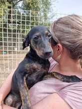 MATHILDA, Hund, Segugio Italiano-Mix in Italien - Bild 1