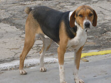 AIKO, Hund, Beagle-Mix in Bulgarien - Bild 1