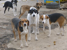 AIKO, Hund, Beagle-Mix in Bulgarien - Bild 10