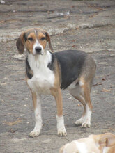 AIKO, Hund, Beagle-Mix in Bulgarien - Bild 11