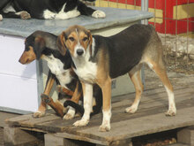 AIKO, Hund, Beagle-Mix in Bulgarien - Bild 13