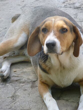 AIKO, Hund, Beagle-Mix in Bulgarien - Bild 14