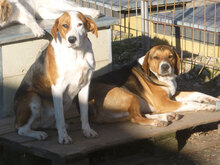 AIKO, Hund, Beagle-Mix in Bulgarien - Bild 2