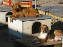 AIKO, Hund, Beagle-Mix in Bulgarien - Bild 3