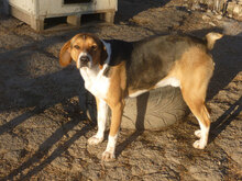 AIKO, Hund, Beagle-Mix in Bulgarien - Bild 4