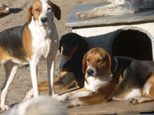 AIKO, Hund, Beagle-Mix in Bulgarien - Bild 6