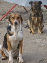 AIKO, Hund, Beagle-Mix in Bulgarien - Bild 7