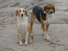 AIKO, Hund, Beagle-Mix in Bulgarien - Bild 8