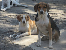 AIKO, Hund, Beagle-Mix in Bulgarien - Bild 9