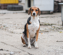 AIKO, Hund, Beagle-Mix in Zernien