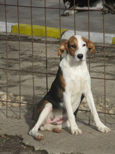 AYLA, Hund, Mischlingshund in Bulgarien - Bild 1