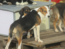AYLA, Hund, Mischlingshund in Bulgarien - Bild 12