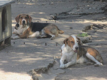 AYLA, Hund, Mischlingshund in Bulgarien - Bild 13