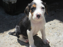 AYLA, Hund, Mischlingshund in Bulgarien - Bild 14