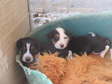 AYLA, Hund, Mischlingshund in Bulgarien - Bild 15