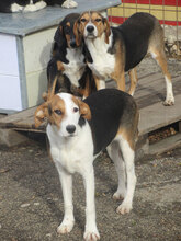 AYLA, Hund, Mischlingshund in Bulgarien - Bild 2