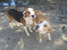 AYLA, Hund, Mischlingshund in Bulgarien - Bild 4