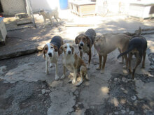 AYLA, Hund, Mischlingshund in Bulgarien - Bild 6