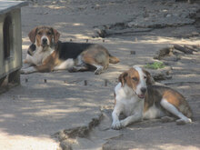 AYLA, Hund, Mischlingshund in Bulgarien - Bild 8