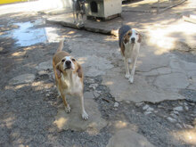 AYLA, Hund, Mischlingshund in Bulgarien - Bild 9