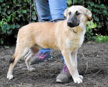 ZEEBO, Hund, Mischlingshund in Italien - Bild 19