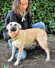 ZEEBO, Hund, Mischlingshund in Italien - Bild 20