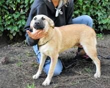 ZEEBO, Hund, Mischlingshund in Italien - Bild 21