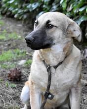 ZEEBO, Hund, Mischlingshund in Italien - Bild 22