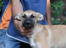 ZEEBO, Hund, Mischlingshund in Italien - Bild 23