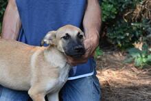 ZEEBO, Hund, Mischlingshund in Italien - Bild 24
