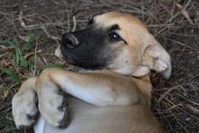 ZEEBO, Hund, Mischlingshund in Italien - Bild 25