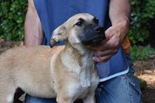 ZEEBO, Hund, Mischlingshund in Italien - Bild 27