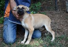 ZEEBO, Hund, Mischlingshund in Italien - Bild 28