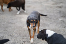ADELLA, Hund, Mischlingshund in Bulgarien - Bild 13