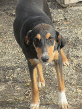 ADELLA, Hund, Mischlingshund in Bulgarien - Bild 3