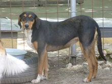 ADELLA, Hund, Mischlingshund in Bulgarien - Bild 4