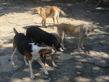 ADELLA, Hund, Mischlingshund in Bulgarien - Bild 5