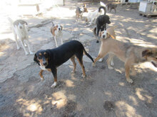 ADELLA, Hund, Mischlingshund in Bulgarien - Bild 7