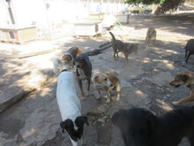 ADELLA, Hund, Mischlingshund in Bulgarien - Bild 9