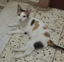 KRÜMEL, Katze, Europäisch Kurzhaar in Spanien - Bild 3