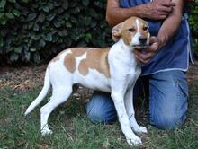 ZELA, Hund, Mischlingshund in Italien - Bild 17